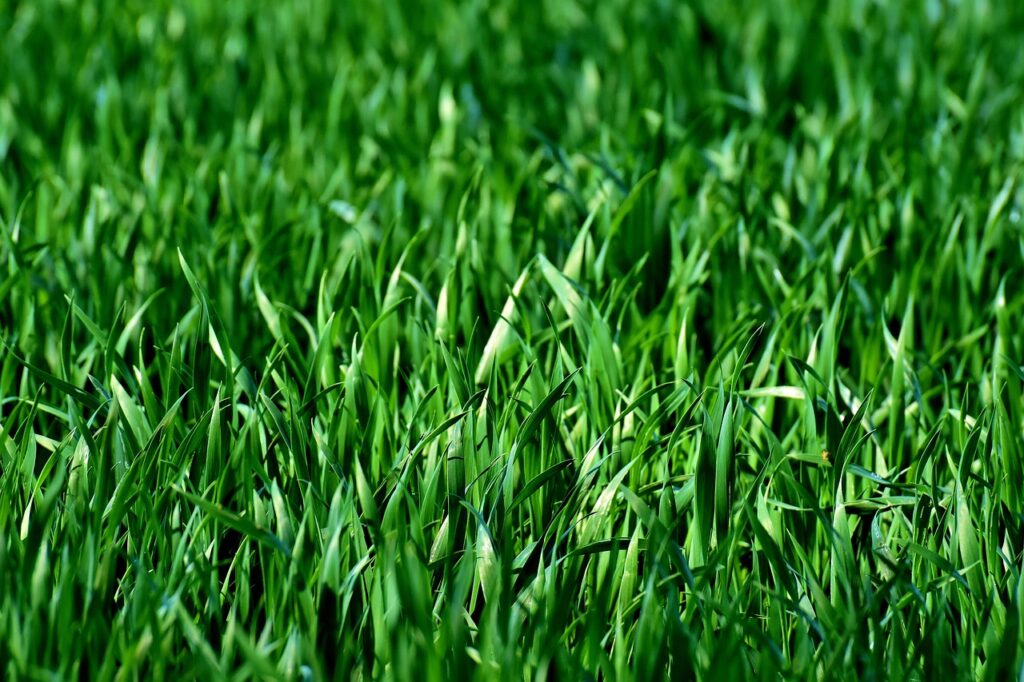 green, healthy turf